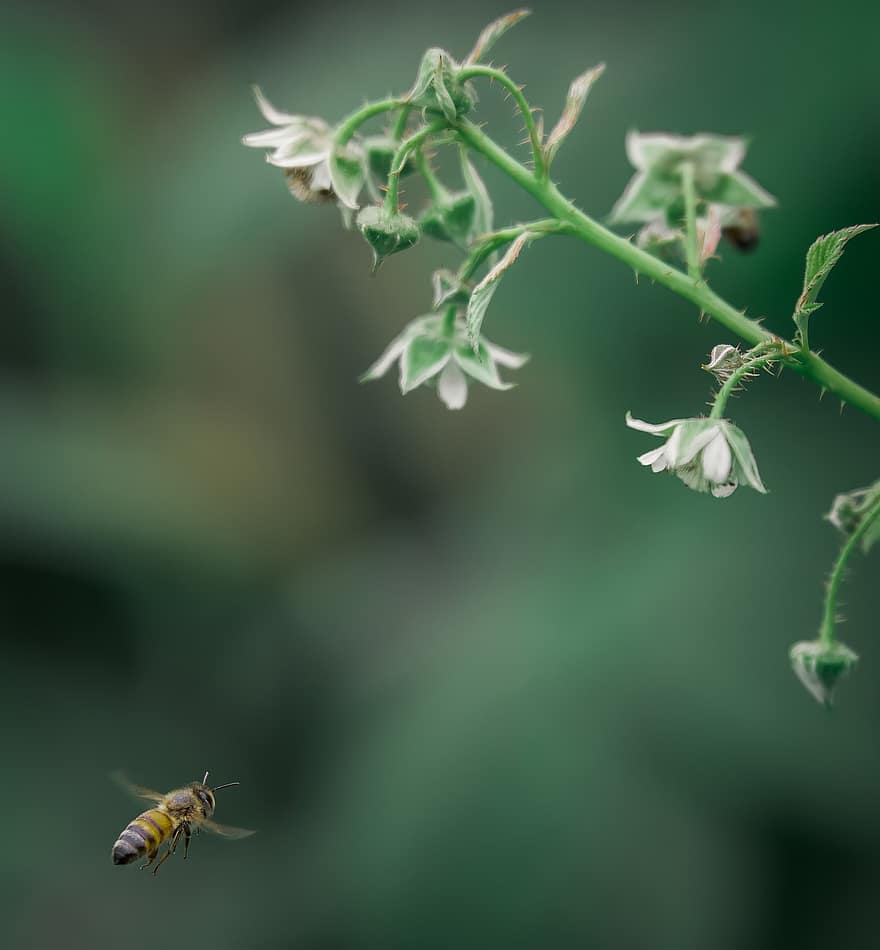 медоносна бджола, соняшник, запилення, бджола, квітка, природи, впритул, Рослина, лист, зелений колір, макрос