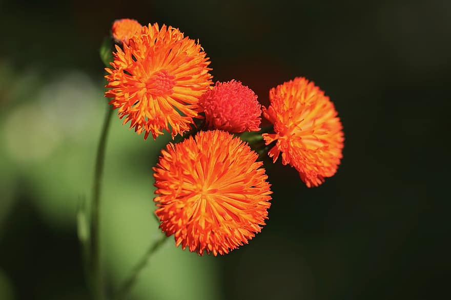 Емілія Фосбергій, помаранчевий, цвітіння, пелюстки, флора, ботаніка, квіти, природи, Рослина