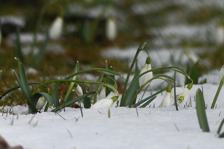 snowdrops, descongelamento, neve, Primavera, vernal, natureza, fechar-se, plantar, temporada, cor verde, frescura