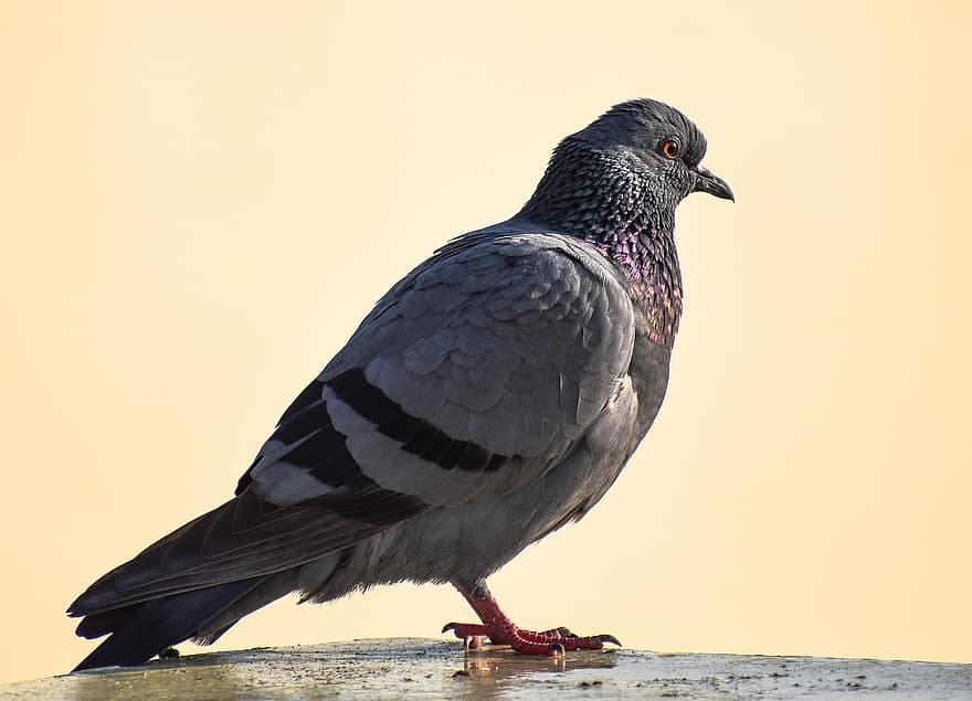 Pigeon, Dove, Bird, Perched, Animal, Feathers, Plumage, Fauna, Nature, Closeup, Peace