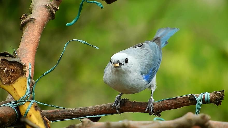 Tanager grigio-blu, uccello, animale, natura, piume, ramo, arroccato, birdwatching