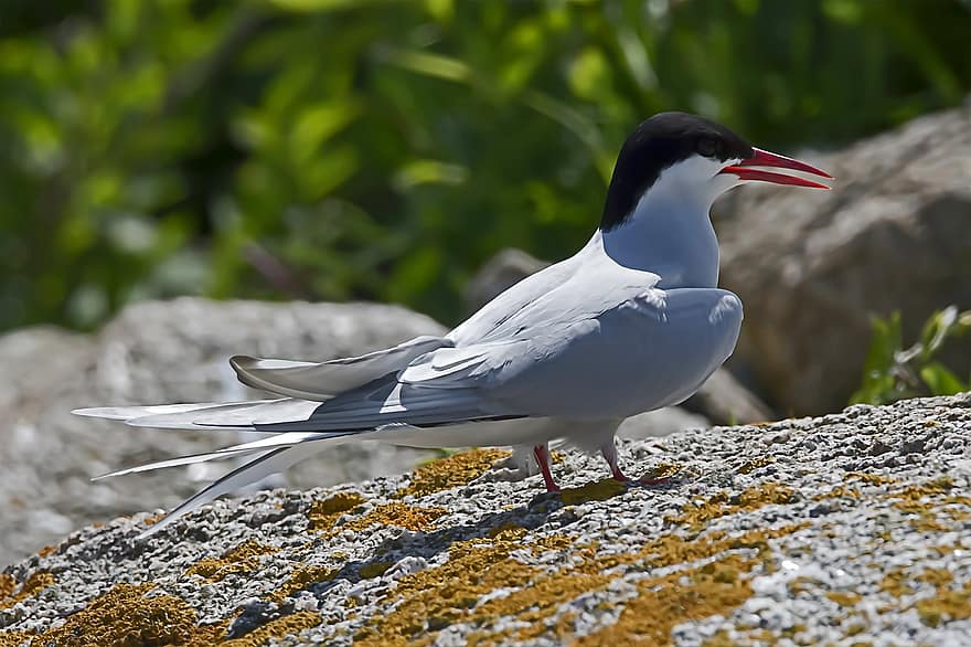 arctic tern, Νησί Σάμπρο, πουλί, πτηνά, ορνιθολογία, φύση, ράμφος, ζώα στη φύση, φτερό, γκρο πλαν, μπλε