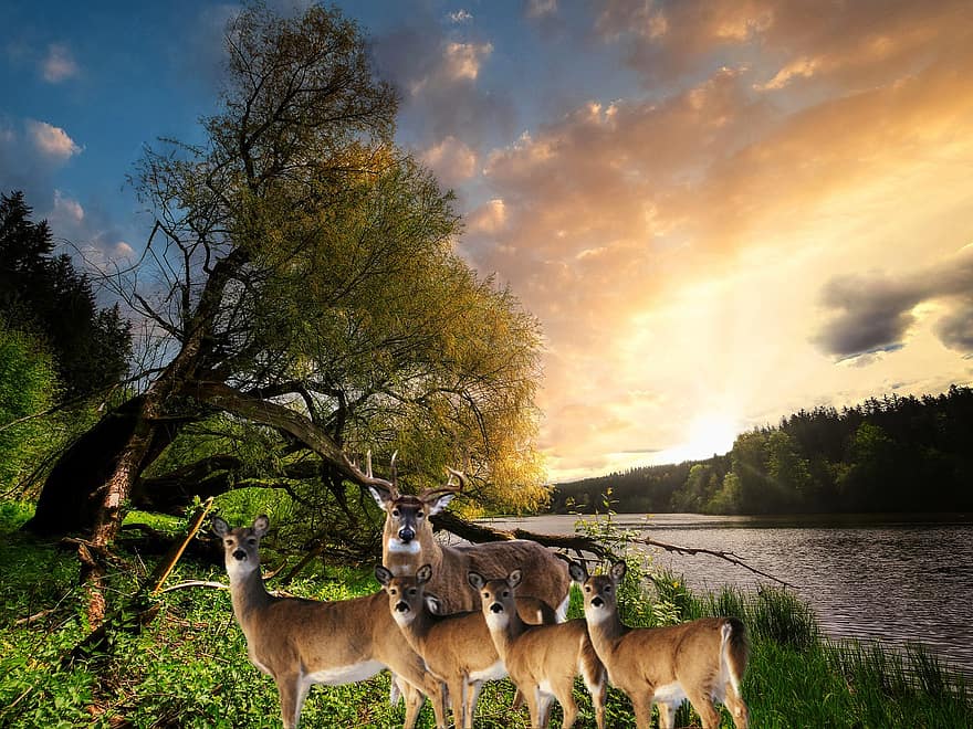 sfondo, cervo, fiume, boschi, fantasia, fotomontaggio