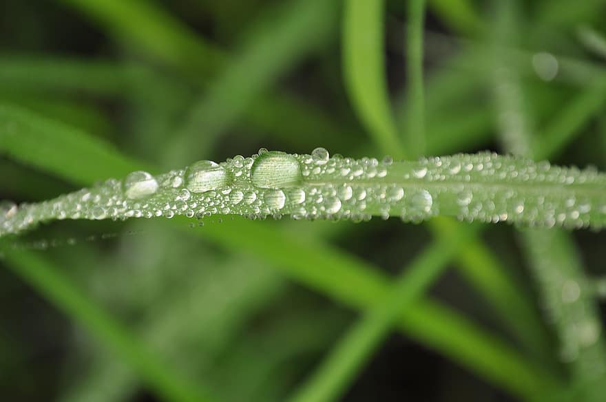 växt, växter, droppar, vatten, regn, makro, detalj, natur, grön