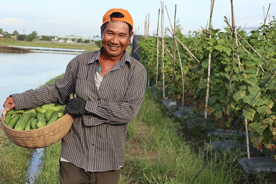земеделски производител, поле, усмивка, щастлив, работя упорито, виетнамски, вода, Hayfield, жътва