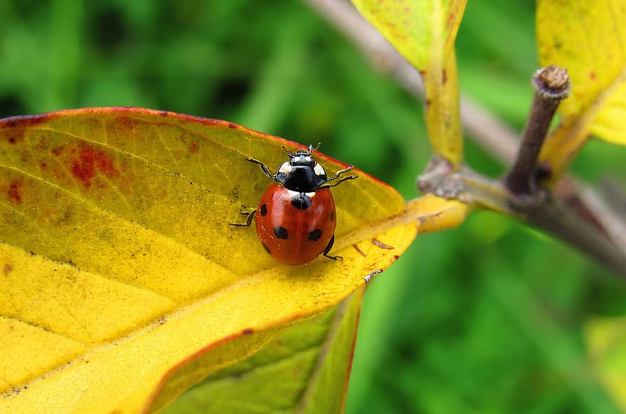 Ladybug, Beetle, Leaf, Ladybird, Tiny, Insect, Animal, Plant, Nature