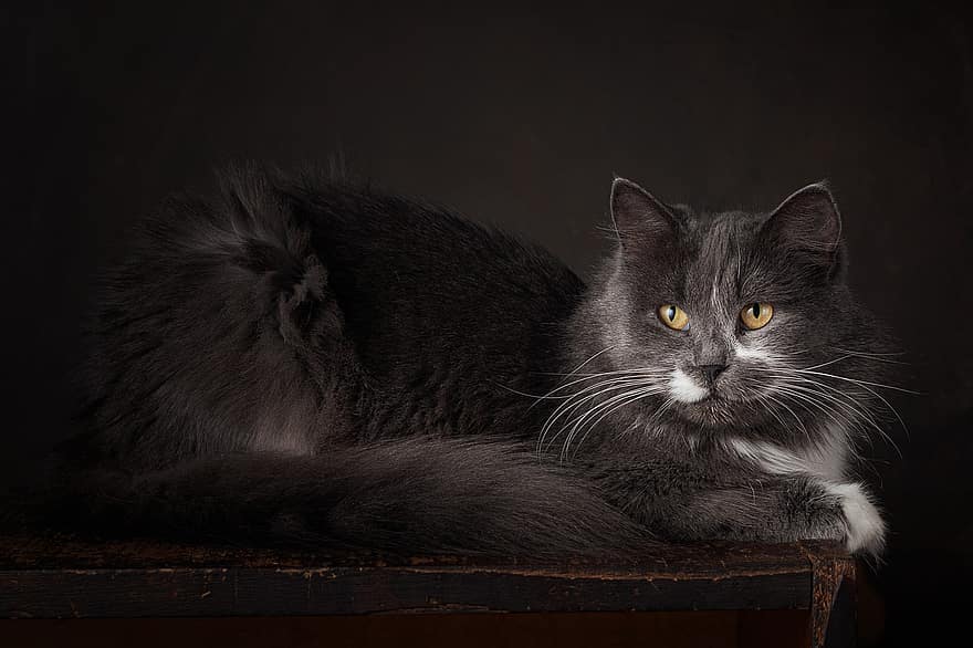 macska, házi kedvenc, portré, fekete macska, szőrme, fekete szőr, szőrös, szőrös macska, macskaféle, macska portré, emlős