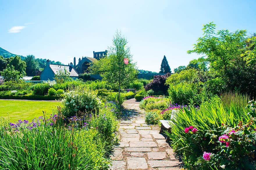 Melrose Abbey, växter, trädgård, natur, landskap