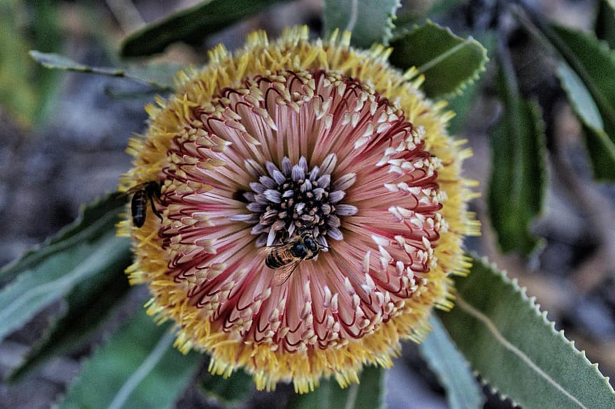 Banksia, опрашване, пчела, медна пчела, цвят, природа, флора, едър план, растение, жълт, цвете