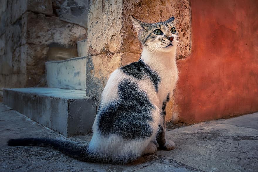 gatto, gattino, felino, animale domestico, mammifero, animale, ritratto, ritratto di gatto, mondo animale, fotografia animale, Creta