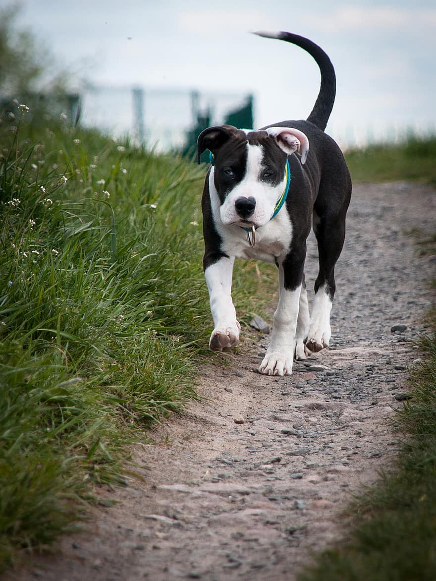 American Staffordshire Terrier, Dog, Puppy, Young Dog, Pet, Animal, Portrait, Amstaff, Dog Breed, Dog Portrait, Canine
