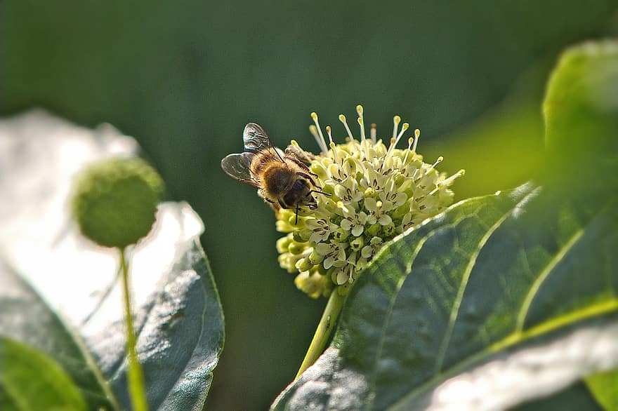 včela, včelí med, květ, tlačítko Bush, zelená, zahrada, Příroda