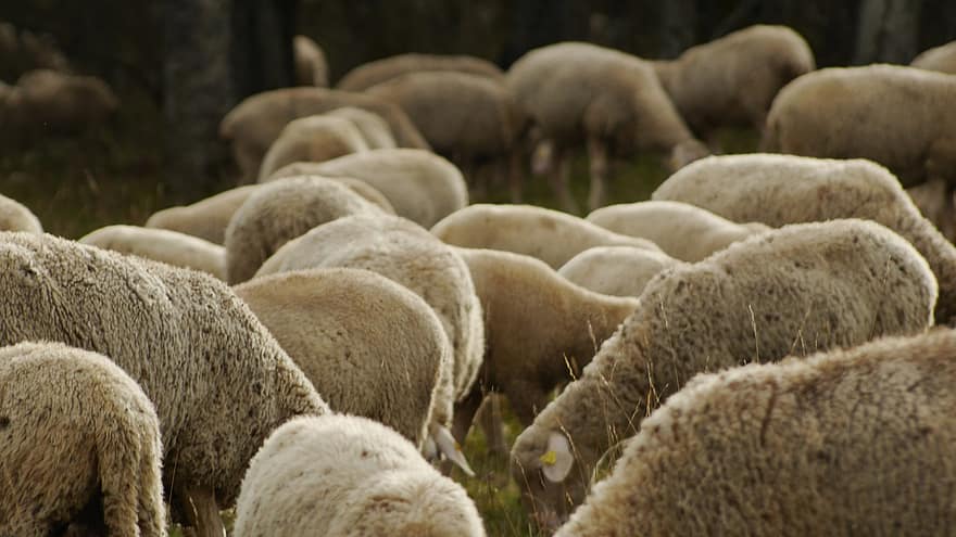 avių, bandos, avių pulkai, ganyklose