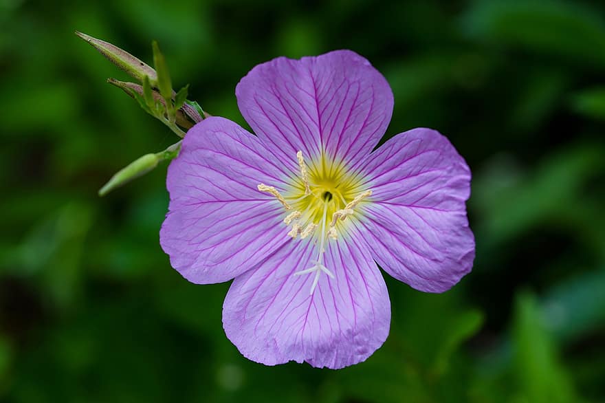 Rose Evening Primrose, λουλούδι, φυτό, πέταλα, ανθίζω, χλωρίδα, φύση, αγριολούλουδα, πανεμορφη, closeup, Δημοκρατία της Κορέας