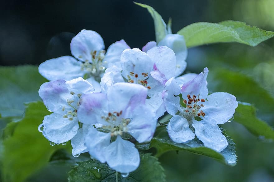 Apple Blossomsa, ābolu ziedi, balti ziedi, ziedi, lietus pilieni, raksturs, tuvplāns, augu, lapas, zieds, vasarā