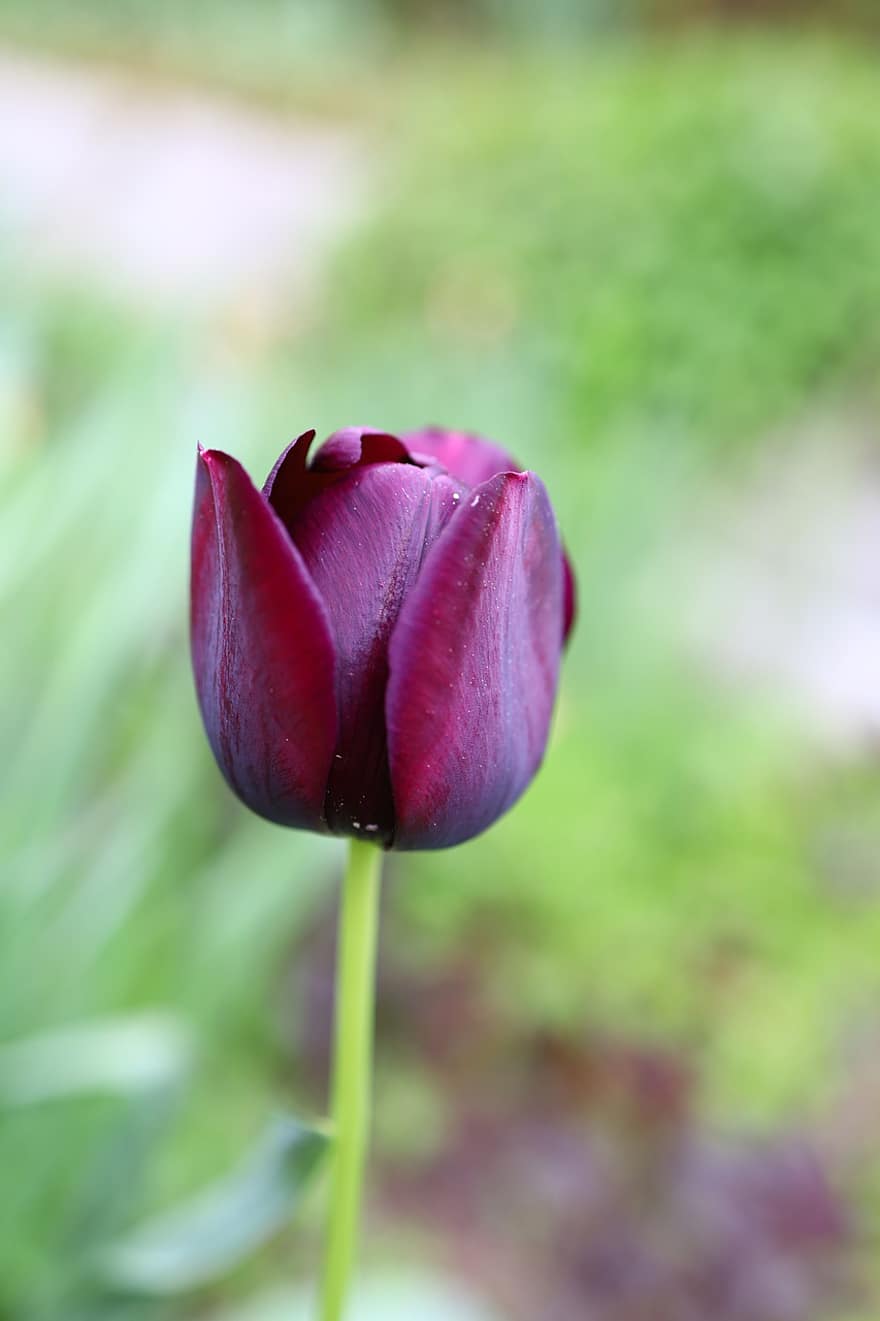 Бургундский тюльпан, тюльпан, бордовый цветок, цветок, закрыть, пейзаж, весна, завод, головка цветка, лепесток, крупный план