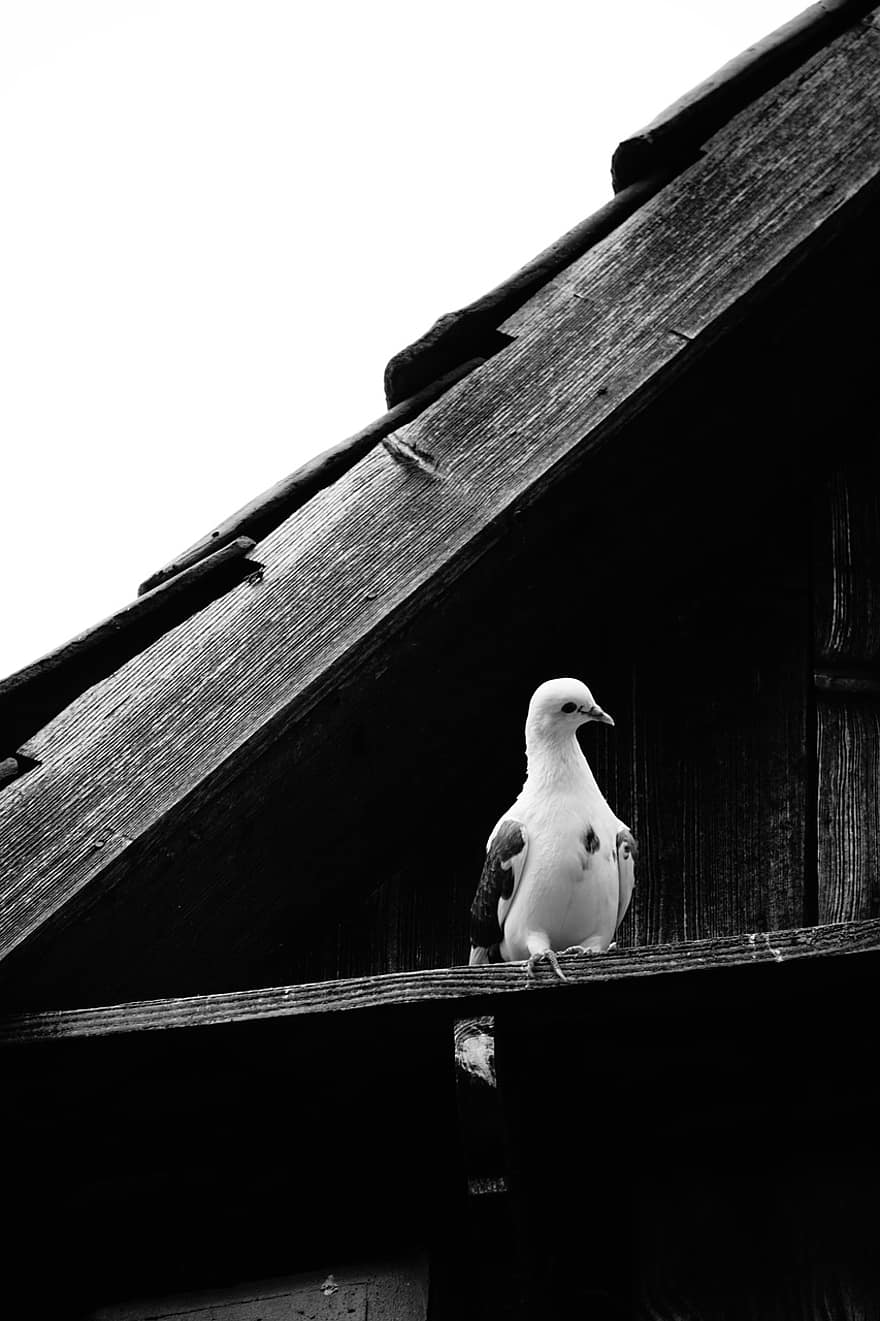 colomba, vecchio, Casa, antico, uccello, Vintage ▾, piccioni, sfondo, storia, rifugio per animali, franchi svizzeri