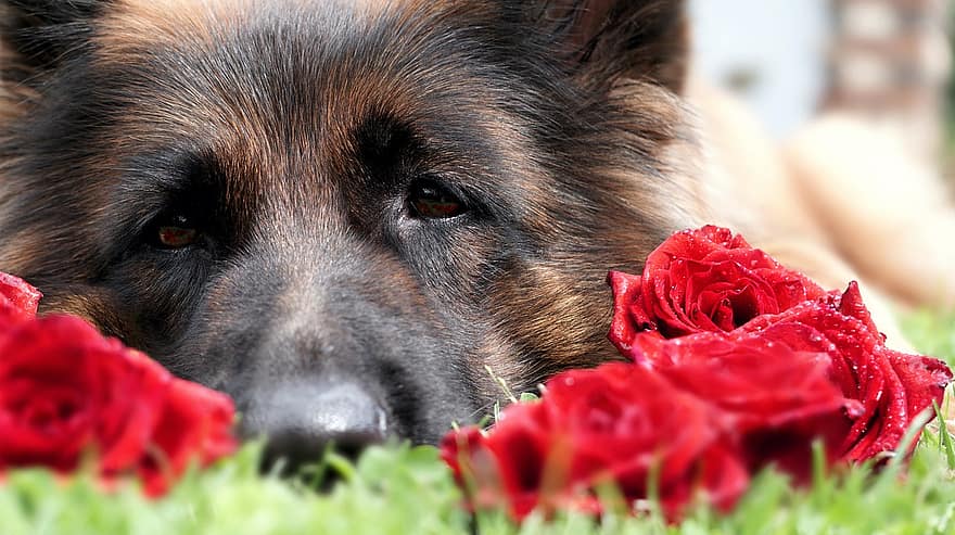 câine, animal de companie, canin, animal, minciună, blană, bot, trandafiri, flori, iarbă, mamifer