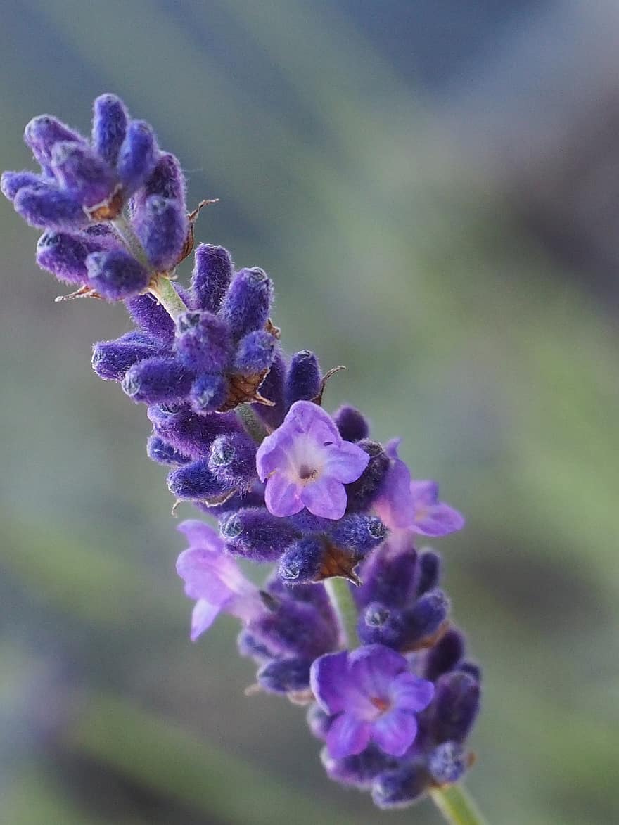 bunga, lavender, flora, keharuman, mekar, berkembang, menanam, kelopak