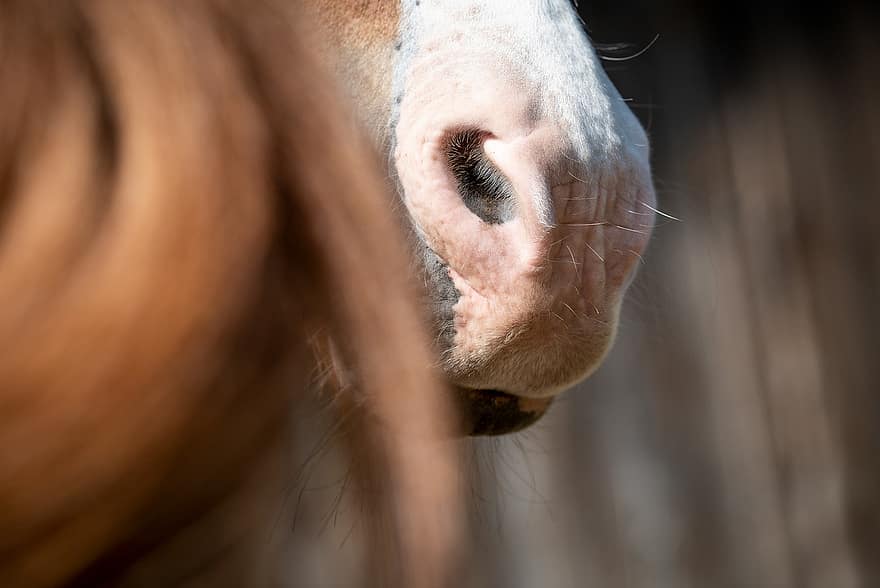 kuda, lubang hidung, hidung, kuda poni, hewan