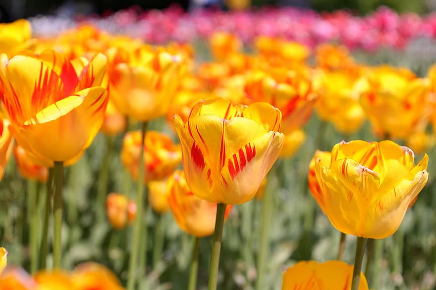 flor, tulipas, campo de tulipa, leve, brilhante, tulipas amarelas, flores amarelas, Primavera, início do verão, plantar, natureza