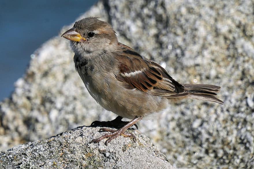 Sparrow, Bird, Animal, House Sparrow, Wildlife, Plumage, Beak, Perched, Rock, Nature