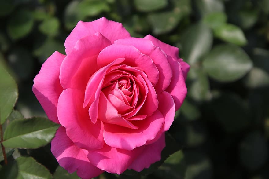 Rosa, flor, planta, Rosa rosada, flor rosa, pétalos, floración, planta ornamental, jardín, naturaleza, de cerca