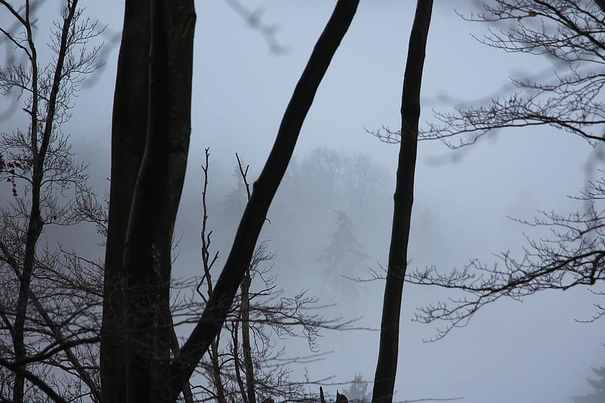 mgła, śnieg, drzewa, Natura, edo
