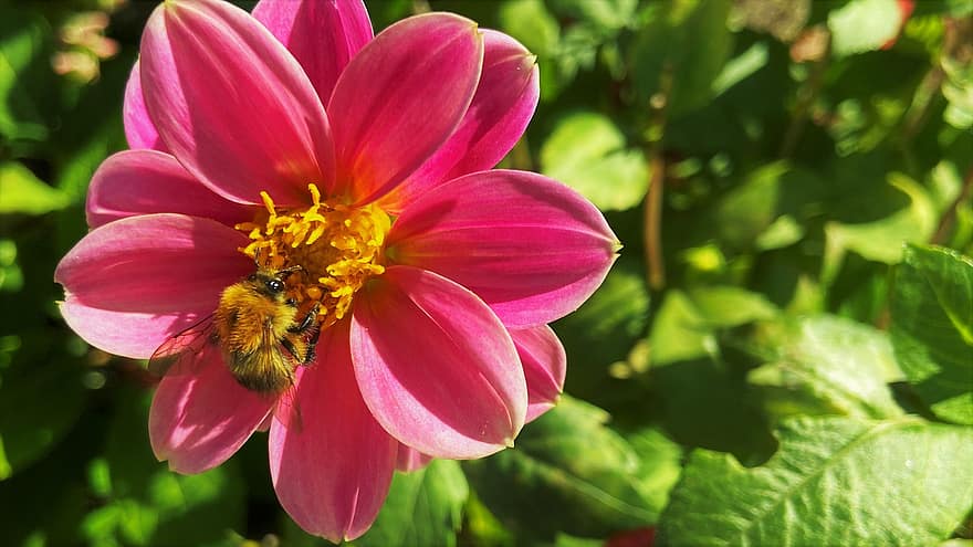 квітка, бджола, запилення, комаха, ентомологія, цвітіння, жоржини, сад, природи