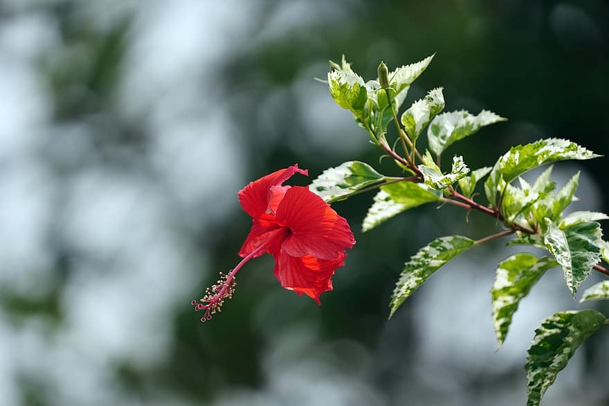 Hibiscus, Flower, Plant, Leaves, Buds, Branch, Bloom, Red Flower, Nature
