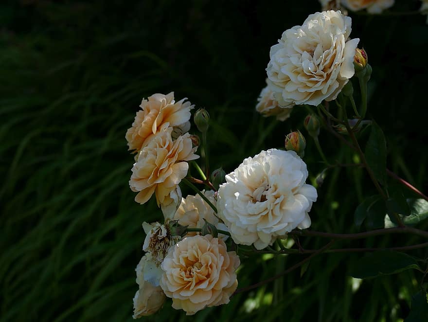 rose buff skönhet, trädgård, växt, kronblad, romantisk