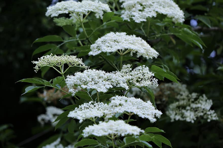 sambuco, sambucus nigra, fiori bianchi, pianta, albero, natura
