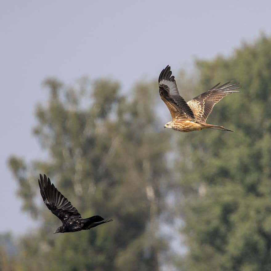 Red-tailed Kite, Crow, Flying, Chase, Birds, Animals, Birds Of Prey, Wildlife, Predator, Plumage, Wing