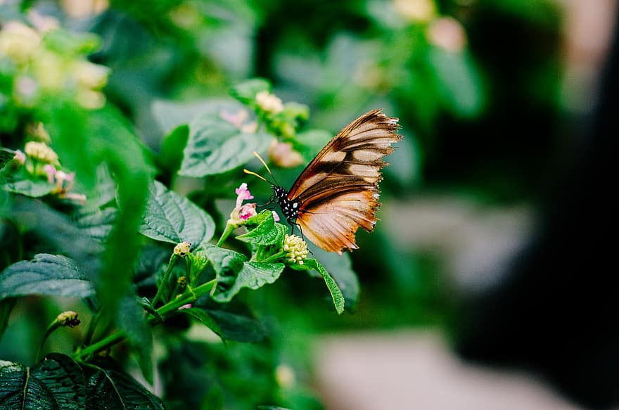 mariposa, côn trùng, tán tỉnh, naturaleza, than ôi, primavera, jardín, động vật, bươm bướm, bông hoa, sáng tạo