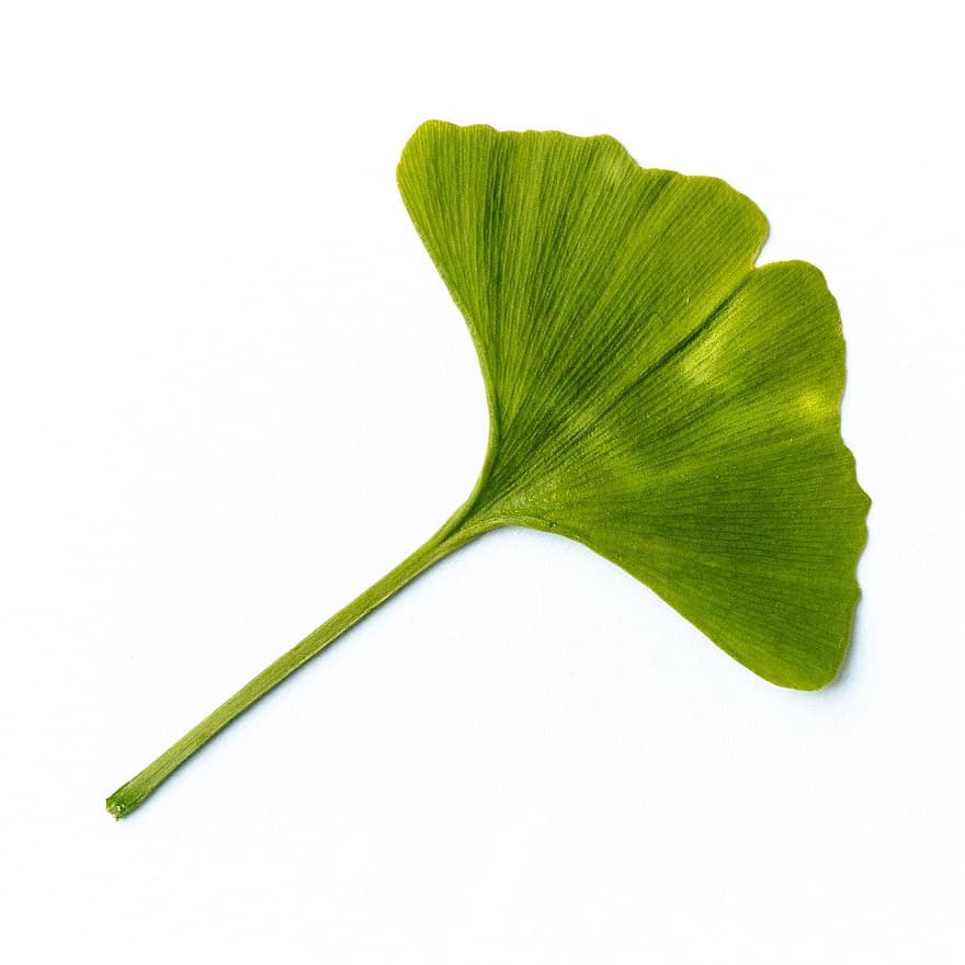 Leaf, Deciduous Tree, Nature, Green, Ginkgo