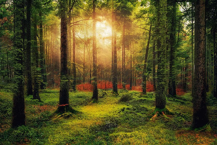 træer, Skov, blade, løv, magi, sollys, rolige, meditation, solidaritet, fred, natur