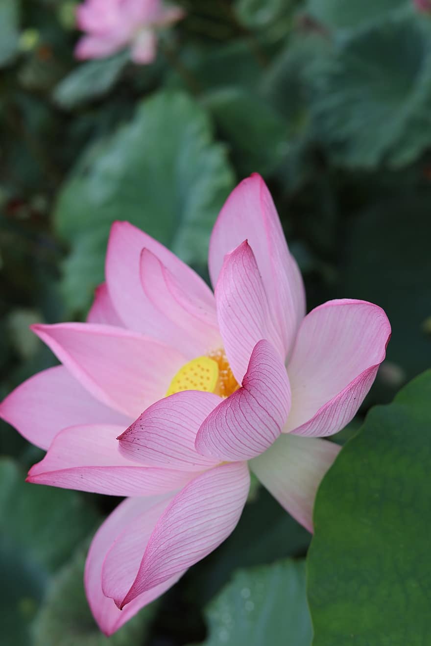 lotus, flor, flor de lotus, flor rosa, pètals, pètals de color rosa, florir, planta aquàtica, flora, full, planta