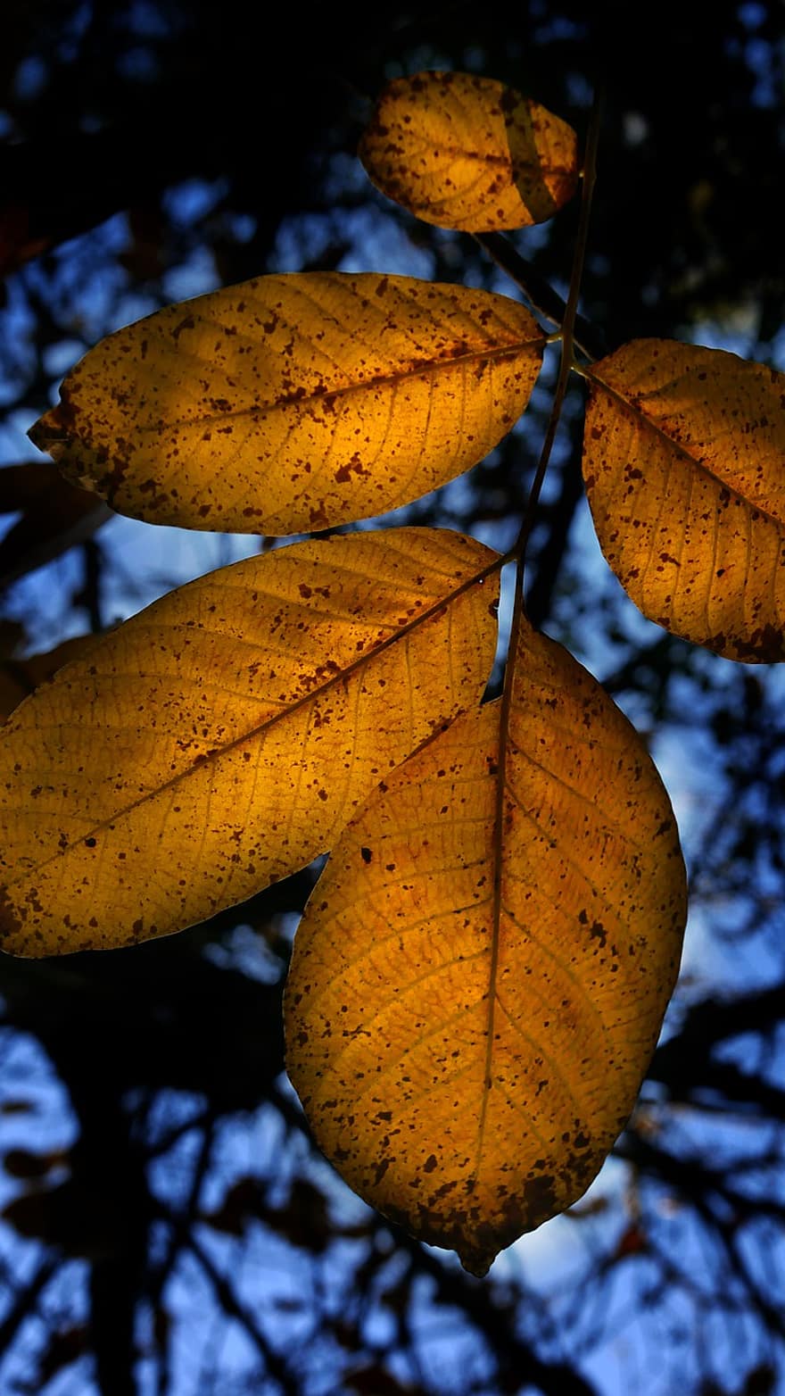 Leaves, Foliage, Branches, Fall, Light, Sheets