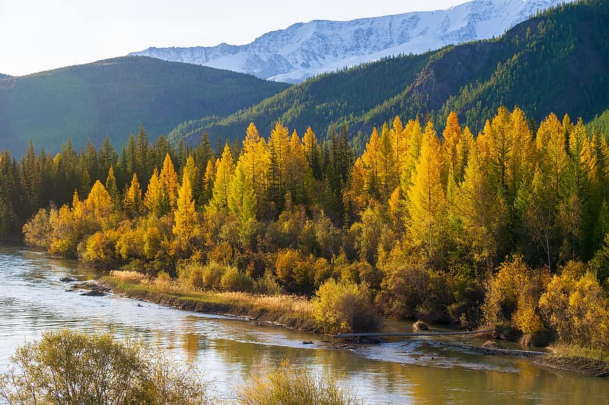 Forest, Mountain, River, Nature, Landscape, Woods, Stream, Trees, Larches, Altai Mountains, Fall
