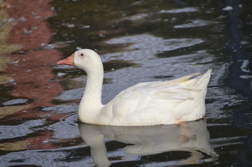 Swan, White, Bird, White Swan, Waterfowl, Water Bird, Pond, Feathers, Plumage, Ave, Avian