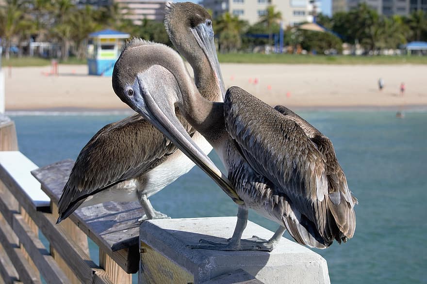 pelicanos, passarinhos, casal, pier, pássaros aquáticos, par, empoleirado, bico grande, Garganta Grande, aves marinhas, oceano