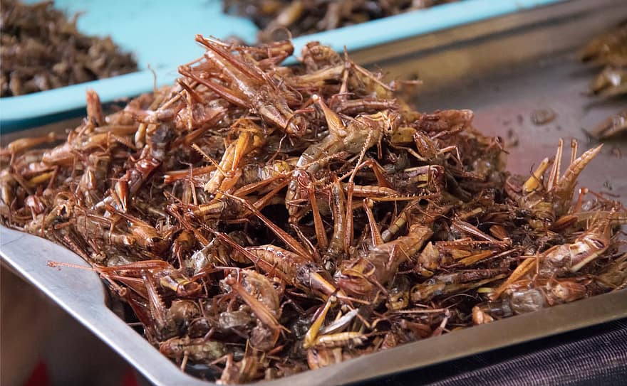 Insect, Fried Insects