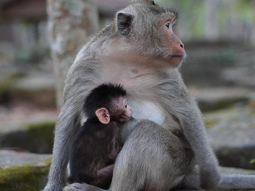 micos, mico de bebè, lactància materna, mare, animals, primats, nadó animal