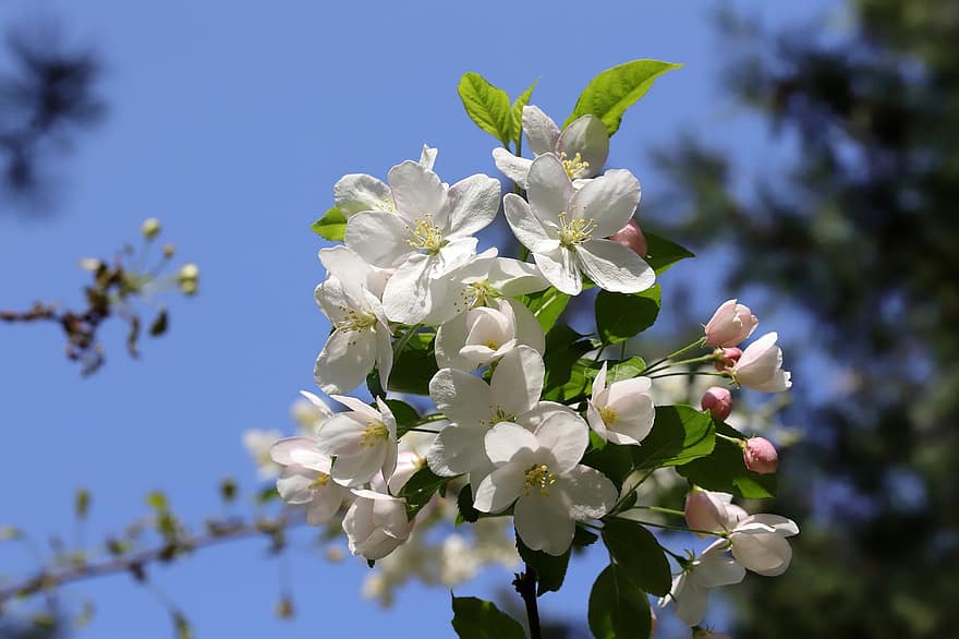 forår, blomster, have, Arabisk blomst, æbleblomst, botanik, plante, kronblade, natur, vækst, makro