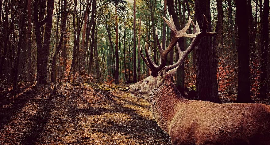 hirsch, zvíře, divoké zvíře, les, lesní zvíře, paroh, divoký, Příroda, jelen paroh, srst, podzim