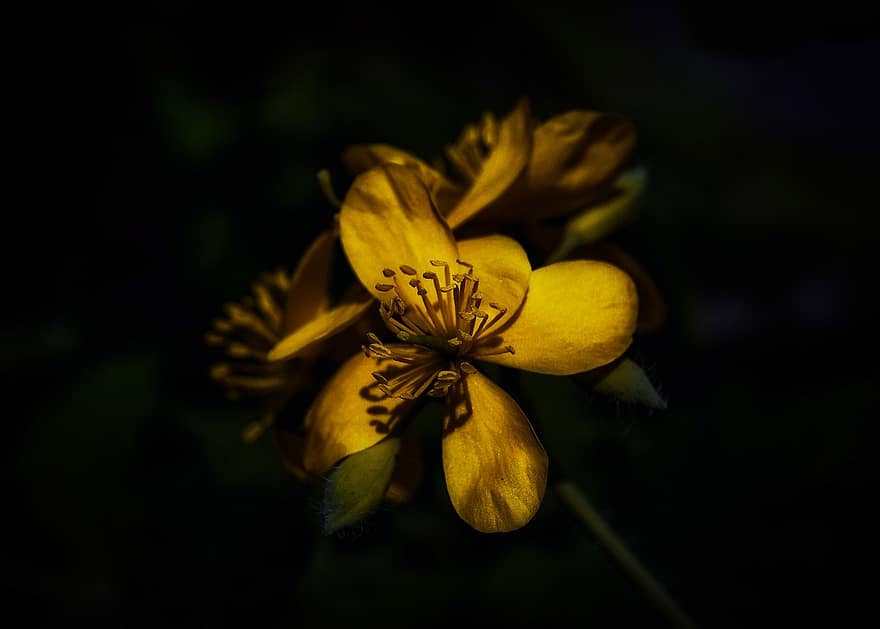 Yellow Mai Flower, Flower, Dark, Yellow Flower, Bloom, Blossom, Plant, Flora