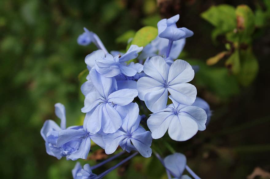 fleurs, fleurs bleues, pétales, pétales bleus, Floraison, fleur, flore, floriculture, horticulture, botanique, la nature