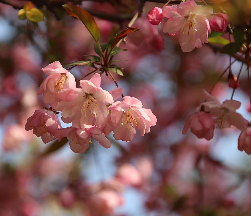flori, floare de cires, petale, ramură, copac, primăvară, roz flori, a inflori, inflori
