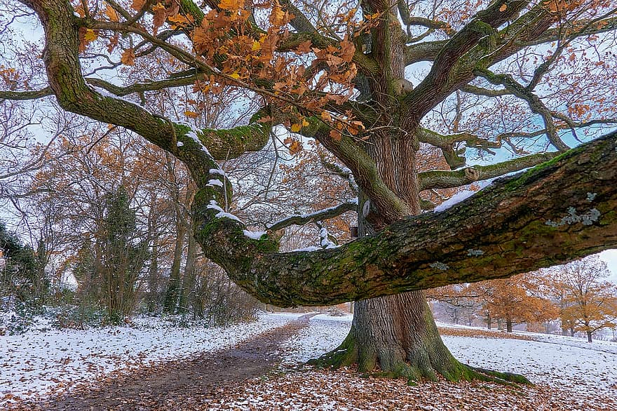 зима, дървета, път, дъб, сняг, падане, есен, пътека, стар дъб, Quercus, Fagaceae