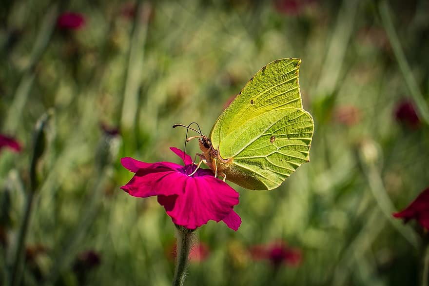 Butterfly, Insect, Flower, Common Brimstone, Animal, Bloom, Blossom, Flowering Plant, Plant, Flora, Nature